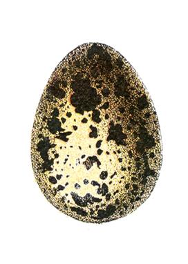 The Birth of an Idea